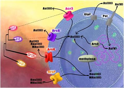 Biochemical, genomic and structural characteristics of the Acr3 pump in Exiguobacterium strains isolated from arsenic-rich Salar de Huasco sediments